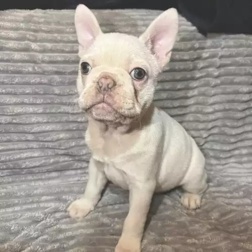 French Bulldog Dog For Sale in Derby