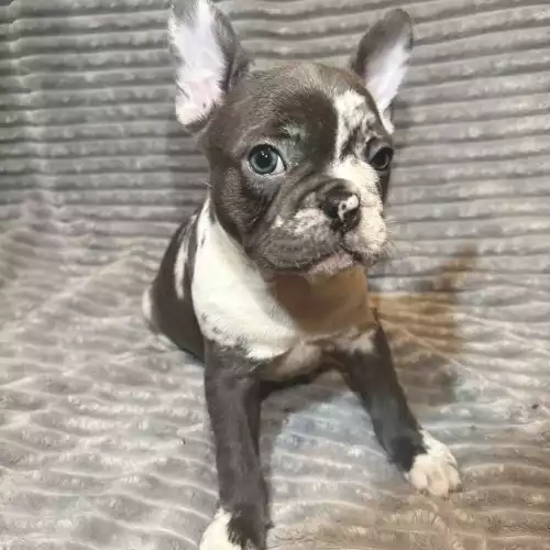 French Bulldog Dog For Sale in Derby