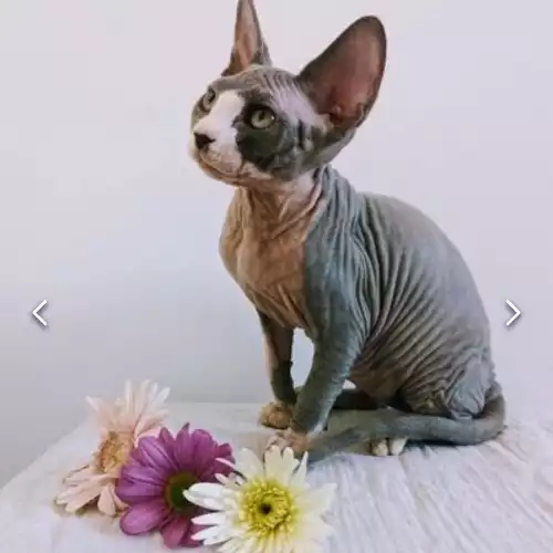 Sphynx Cat For Adoption in Eastchurch, Kent