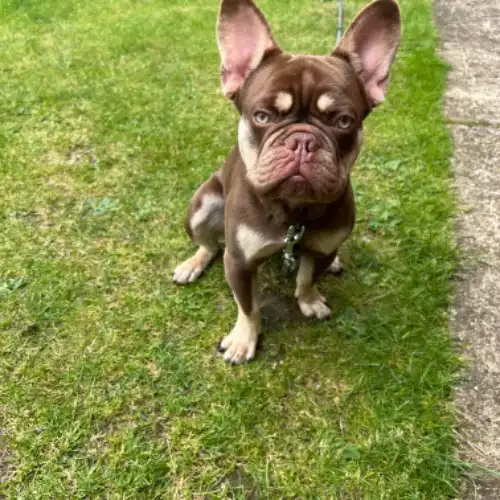 French Bulldog Dog For Adoption in Corby, Northamptonshire, England