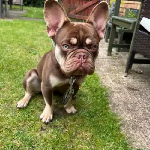 French Bulldog Dog For Adoption in Corby, Northamptonshire, England