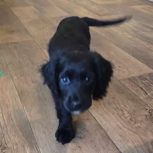 Cocker Spaniel Dog For Sale in Aldbrough, East Riding of Yorkshire