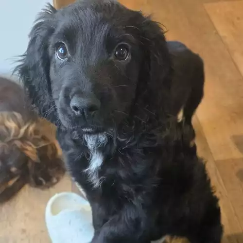 Cocker Spaniel Dog For Sale in Aldbrough, East Riding of Yorkshire