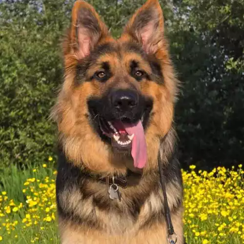 German Shepherd Dog For Adoption in London