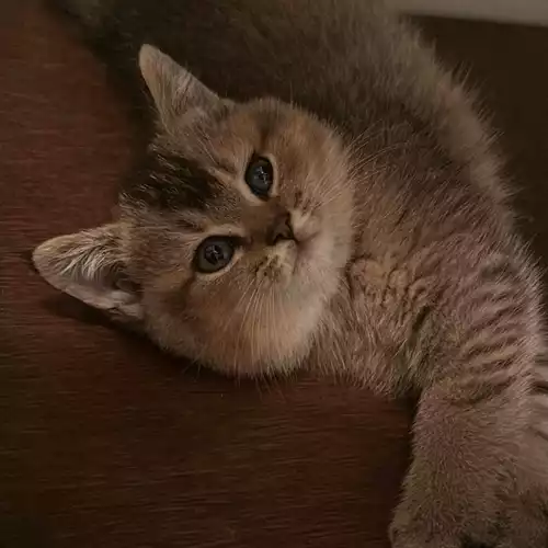 British Shorthair Cat For Sale in Wandsworth Common, Greater London