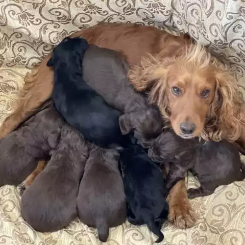 Cocker Spaniel Dog For Sale in Plymouth