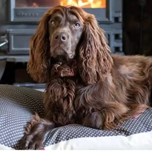 Cocker Spaniel Dog For Sale in Stirling