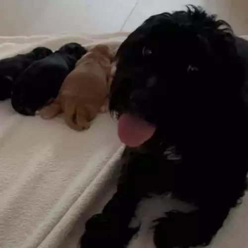 Cavapoo Dog For Sale in Meopham, Kent