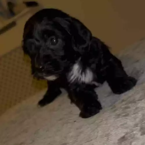 Cavapoo Dog For Sale in Meopham, Kent