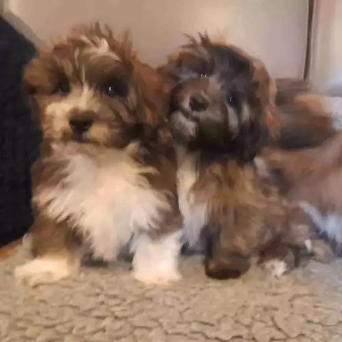 Lhasa Apso Dog For Sale in Montrose, Angus