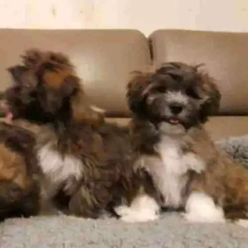 Lhasa Apso Dog For Sale in Montrose, Angus