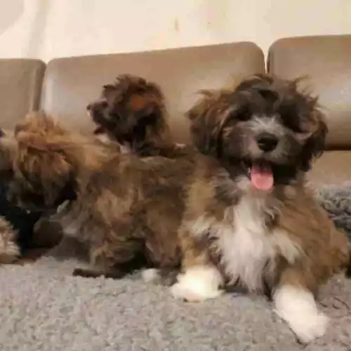 Lhasa Apso Dog For Sale in Montrose, Angus