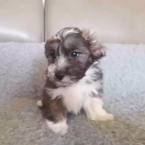 Lhasa Apso Dog For Sale in Montrose, Angus