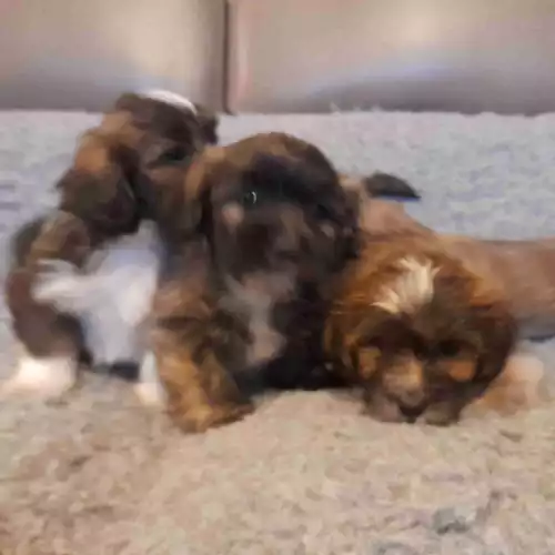 Lhasa Apso Dog For Sale in Montrose, Angus