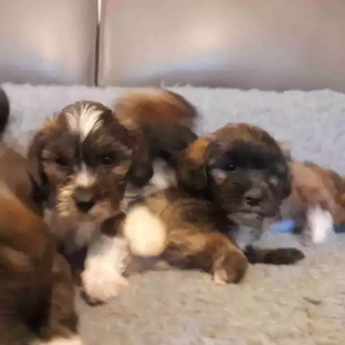 Lhasa Apso Dog For Sale in Montrose, Angus