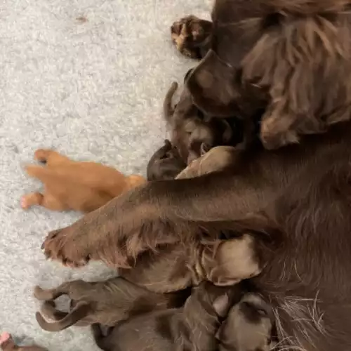 Cocker Spaniel Dog For Sale in Skegness, Lincolnshire, England