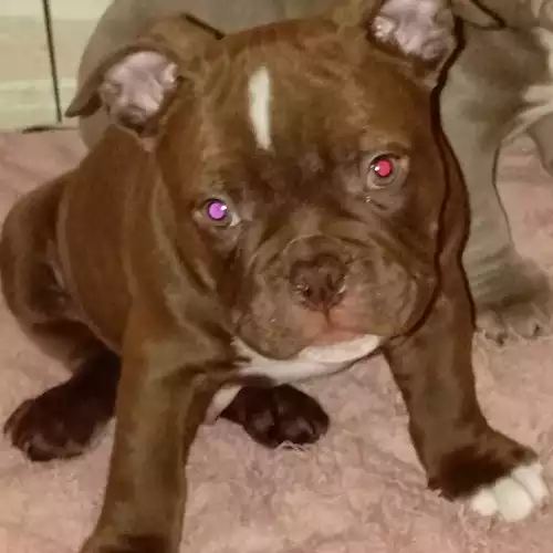 American Bully Dog For Sale in Walsall Wood, West Midlands