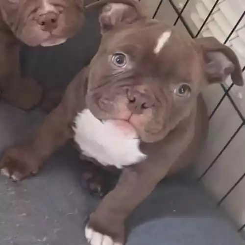 American Bully Dog For Sale in Walsall Wood, West Midlands