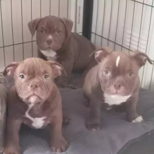 American Bully Dog For Sale in Walsall Wood, West Midlands