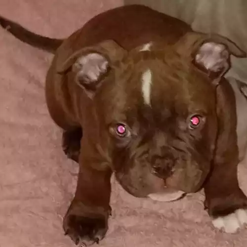 American Bully Dog For Sale in Walsall Wood, West Midlands