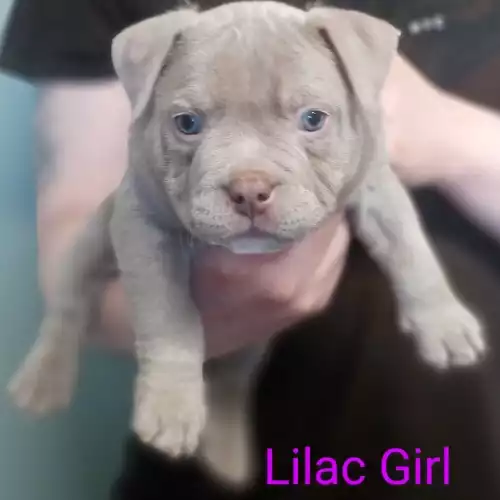 Pocket bully puppies for sale hotsell