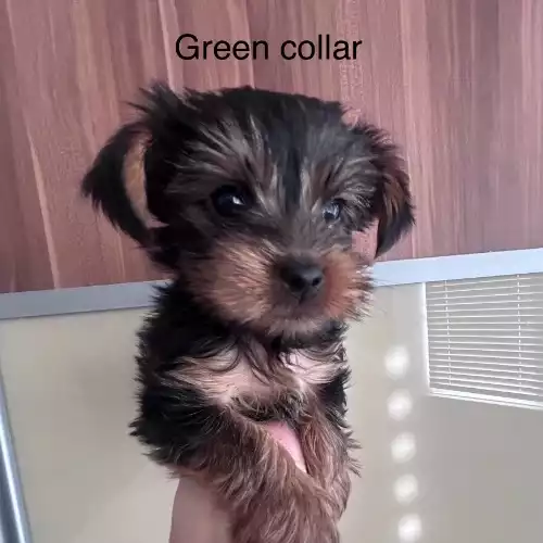 Yorkshire Terrier Dog For Sale in Peterborough