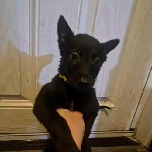 Belgian Shepherd Dog Dog For Sale in Royton, Greater Manchester