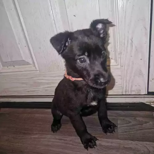 Belgian Shepherd Dog Dog For Sale in Royton, Greater Manchester