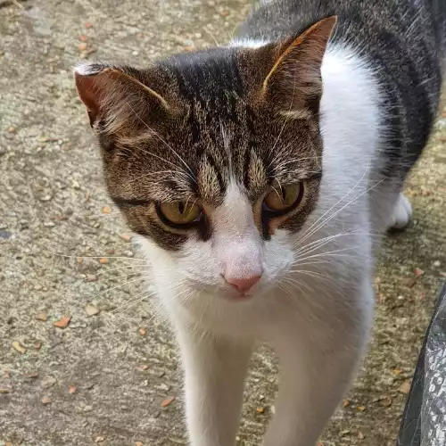 Domestic Shorthair Cat For Adoption in Arlesey, Bedfordshire