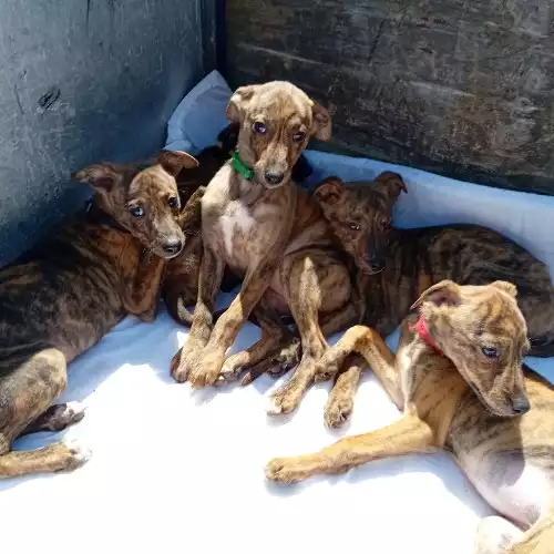 Lurcher Puppies For Sale In Bradford