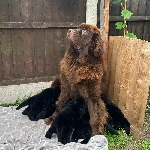 Newfoundland Dog For Sale in Derby