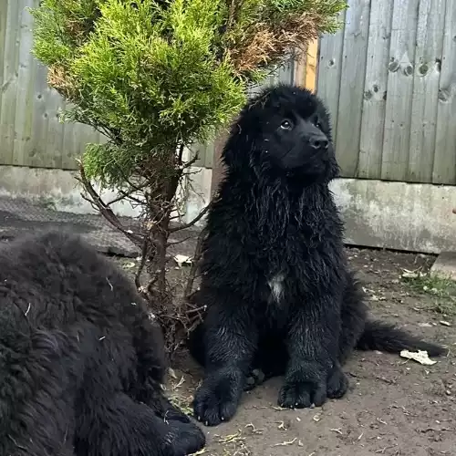 Newfoundland Dog For Sale in Derby