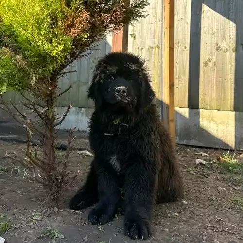 Newfoundland Dog For Sale in Derby