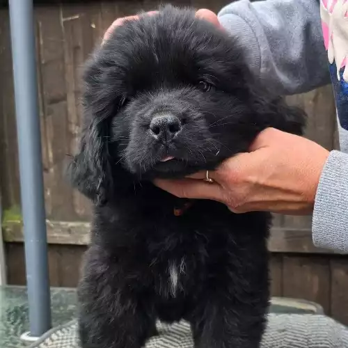 Newfoundland Dog For Sale in Derby