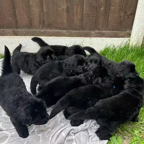 Newfoundland Dog For Sale in Derby