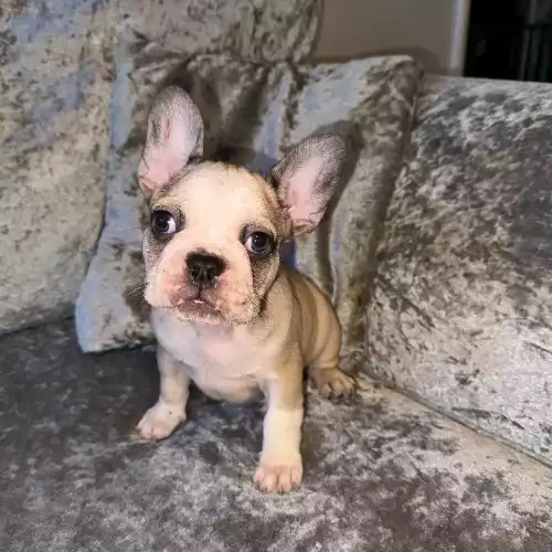 French Bulldog Dog For Sale in London