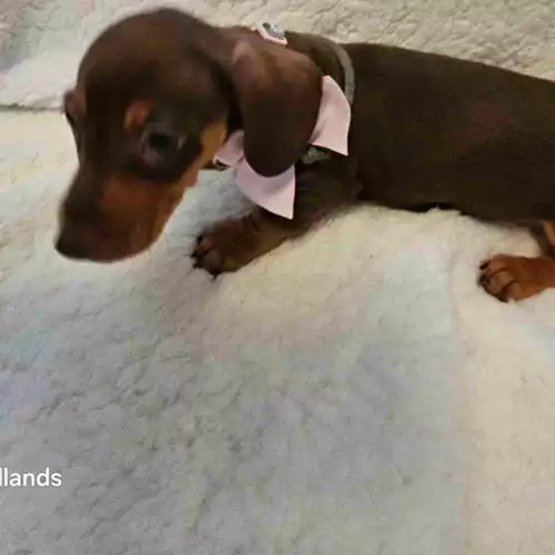 Miniature Dachshund Dog For Sale in Walsall, West Midlands