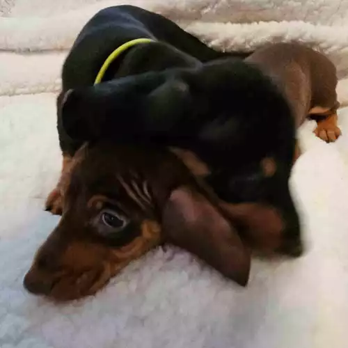 Miniature Dachshund Dog For Sale in Walsall, West Midlands