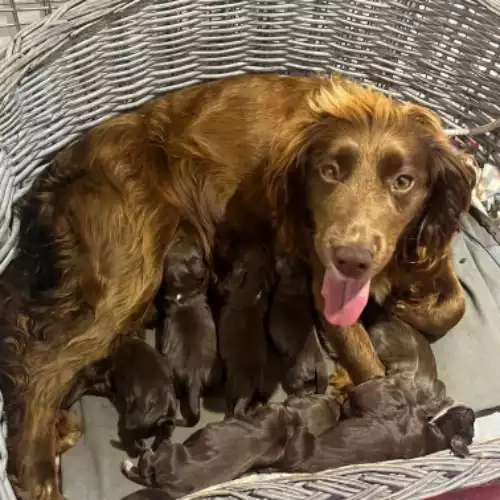 Cocker Spaniel Dog For Sale in Southminster, Essex, England