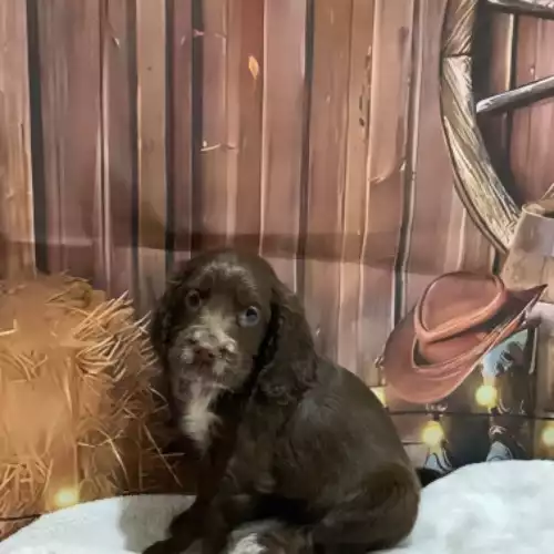 Cocker Spaniel Dog For Sale in Southminster, Essex, England