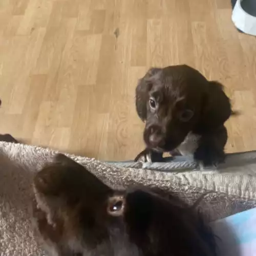 Sprocker Dog For Sale in London, Greater London, England