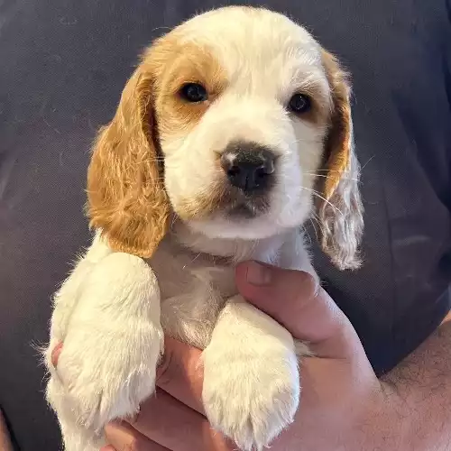 Cocker Spaniel Dog For Sale in Clacton-on-Sea, Essex