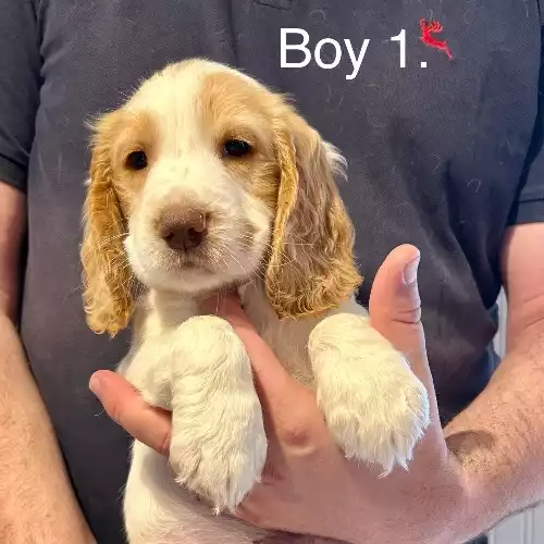 Cocker Spaniel Dog For Sale in Clacton-on-Sea, Essex