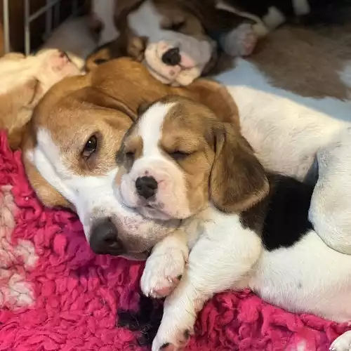 Beagle Dog For Sale in Workington, Cumbria