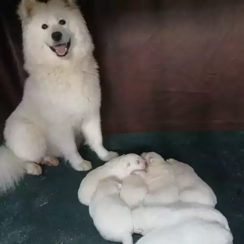 Samoyed Dog For Sale in Long Eaton, Derbyshire, England