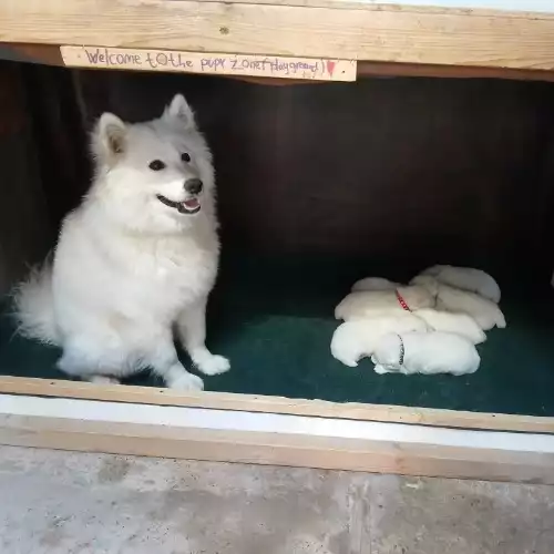 Samoyed Dog For Sale in Long Eaton, Derbyshire, England