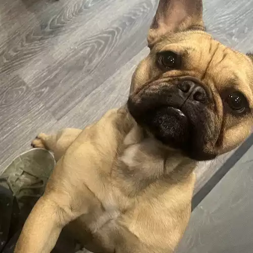 French Bulldog Dog For Adoption in Southend-on-Sea