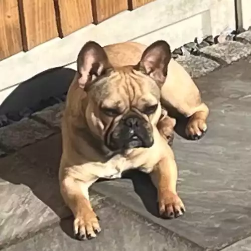 French Bulldog Dog For Adoption in Southend-on-Sea