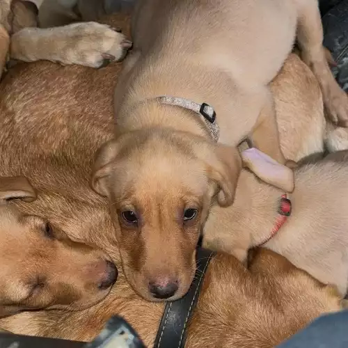 Labrador Retriever Dog For Sale in Gobowen, Shropshire, England