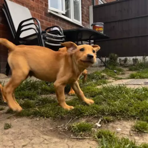 Labrador Retriever Dog For Sale in Gobowen, Shropshire, England